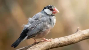 文鳥の換羽期に関するよくある質問