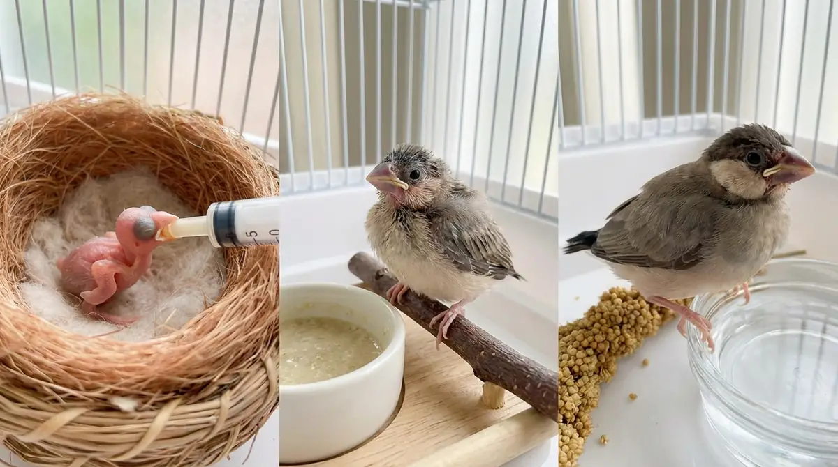 【週齢別】文鳥の雛の成長過程と対応する育て方