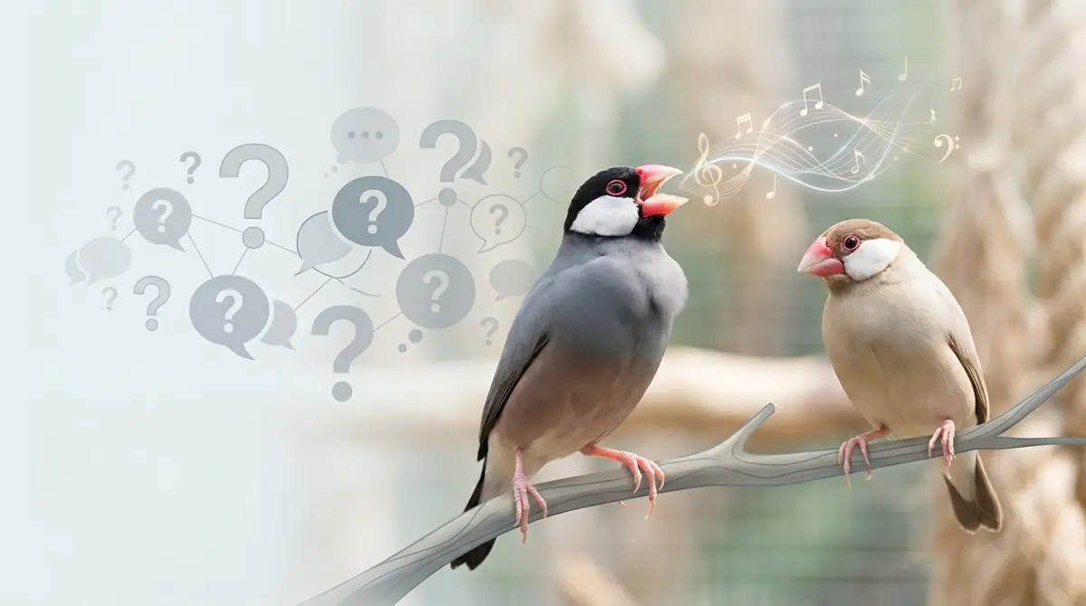 文鳥のさえずりに関するよくある質問