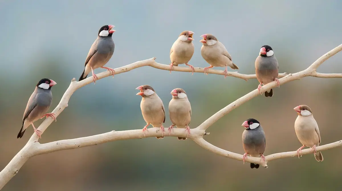 【感情別】文鳥の鳴き声一覧15種類｜擬音と意味を解説