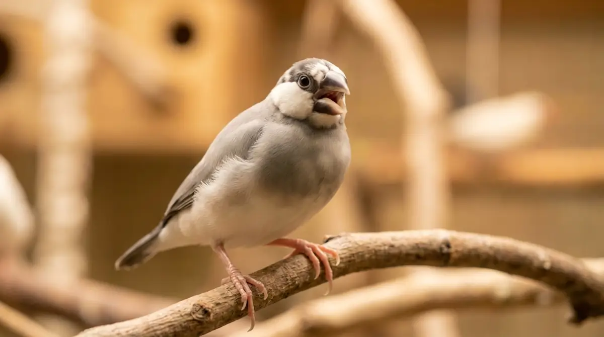キューキュー鳴きが多い文鳥の特徴
