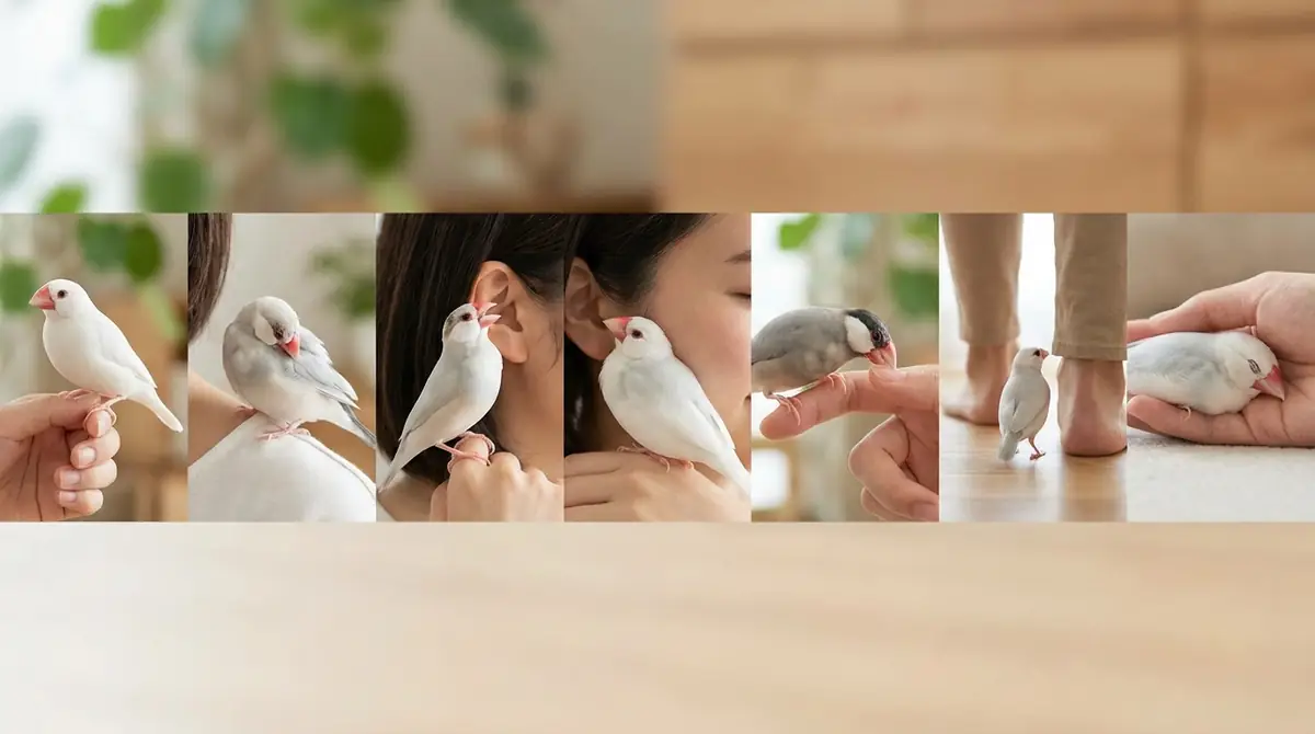 文鳥が飼い主になつくと見せる7つの行動