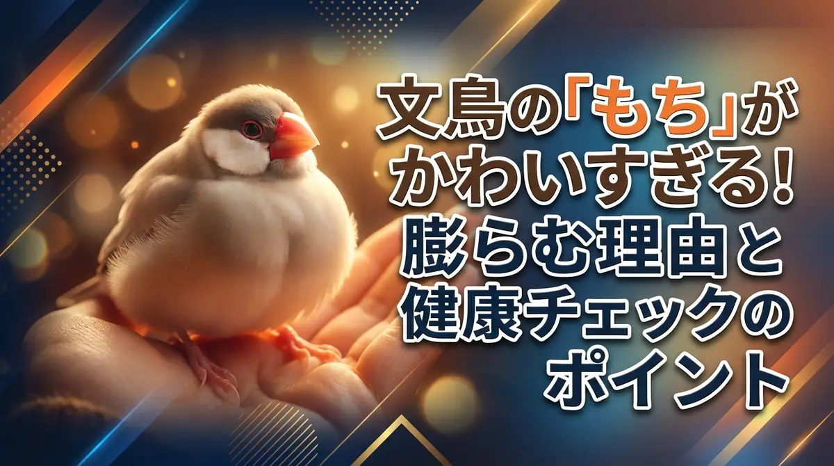 文鳥の「もち」がかわいすぎる!膨らむ理由と健康チェックのポイント