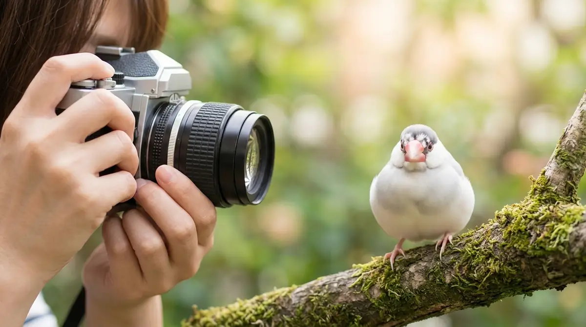 もち文鳥の写真を上手に撮るコツ