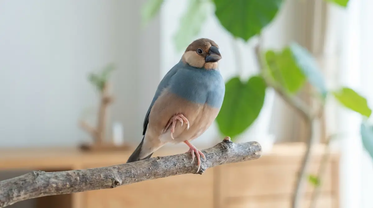 文鳥の片足立ちで注意すべき危険サイン5つ