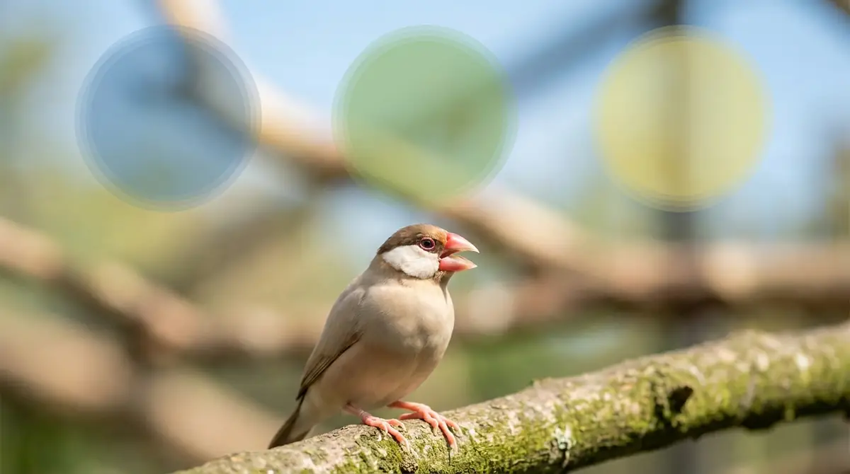 正常か異常か?文鳥が口を開ける原因を見分ける3ステップ
