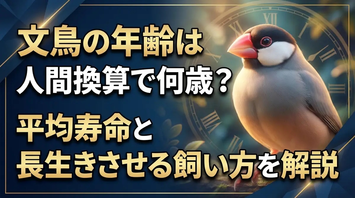 文鳥の年齢は人間換算で何歳？平均寿命と長生きさせる飼い方を解説