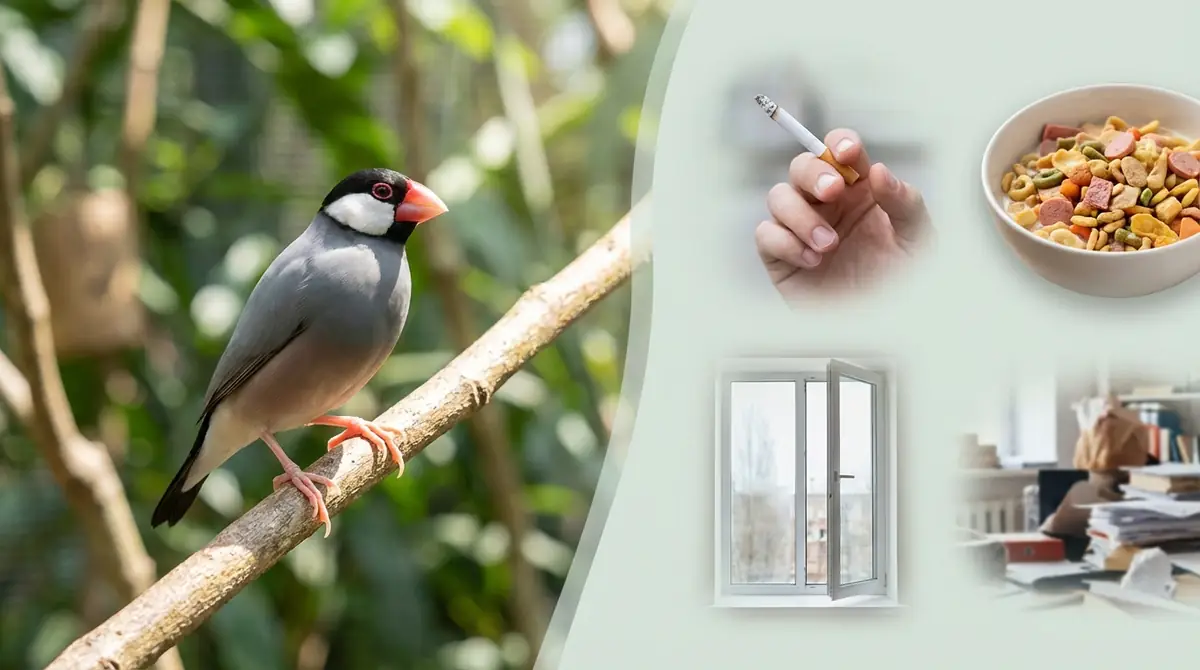 文鳥の寿命を縮めるNG行動5選