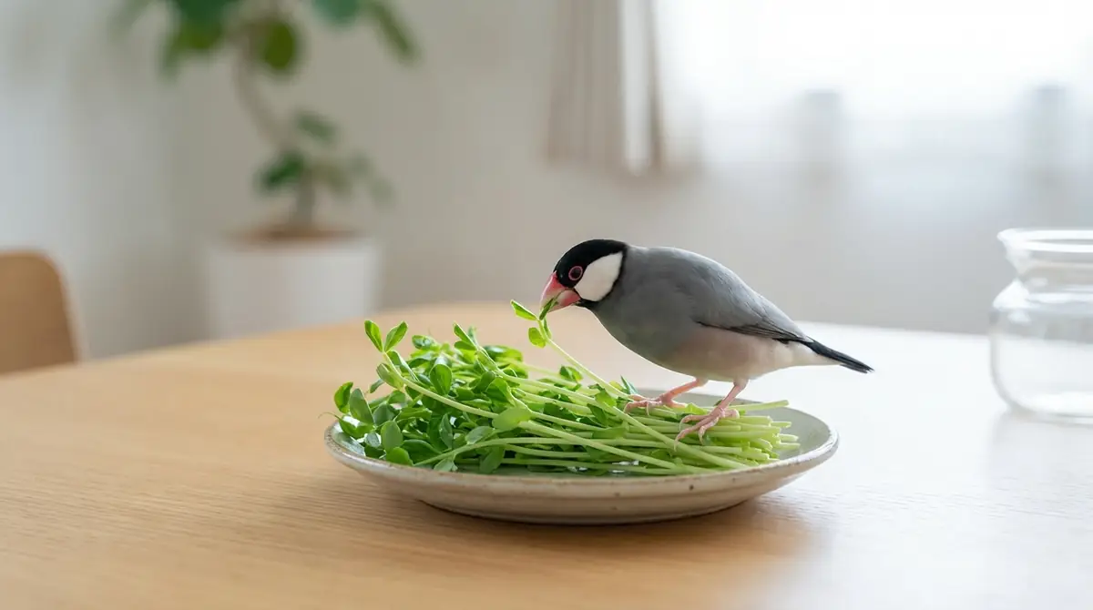 文鳥に豆苗は安全！1日の適量と頻度の目安