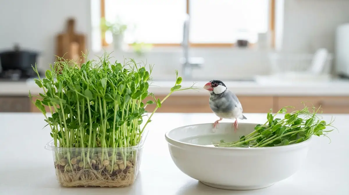 文鳥に豆苗を与える際の注意点