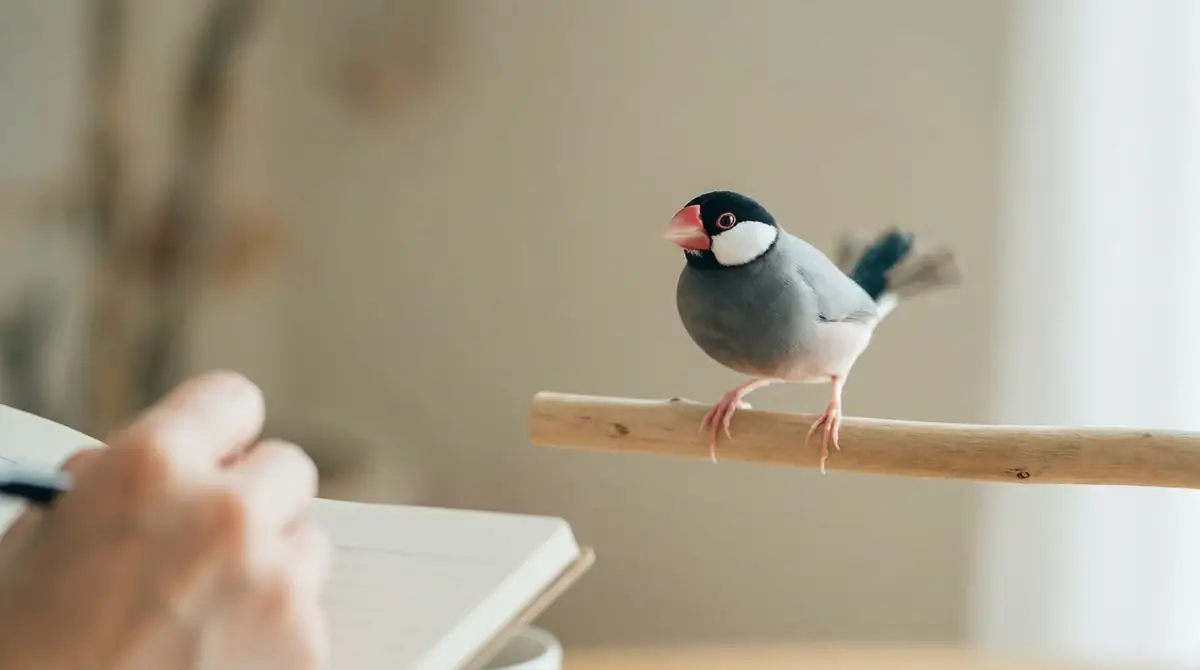 尻尾を振る文鳥の気持ちをもっと正確に読み取るコツ