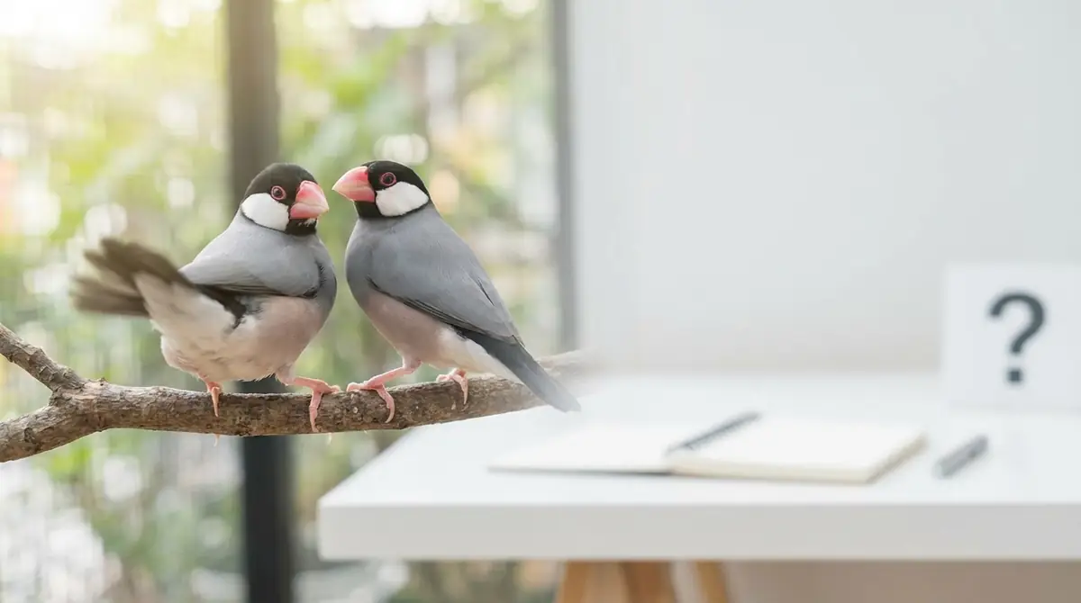 文鳥の尻尾振りに関するよくある質問