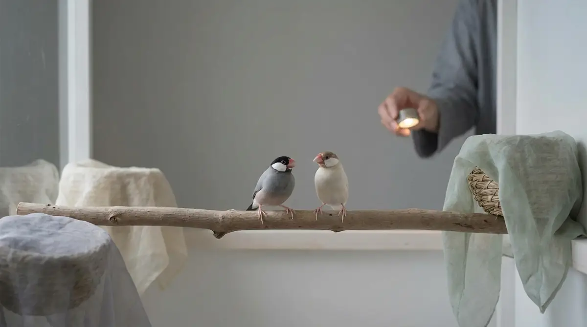 文鳥の発情期を抑える5つの対策