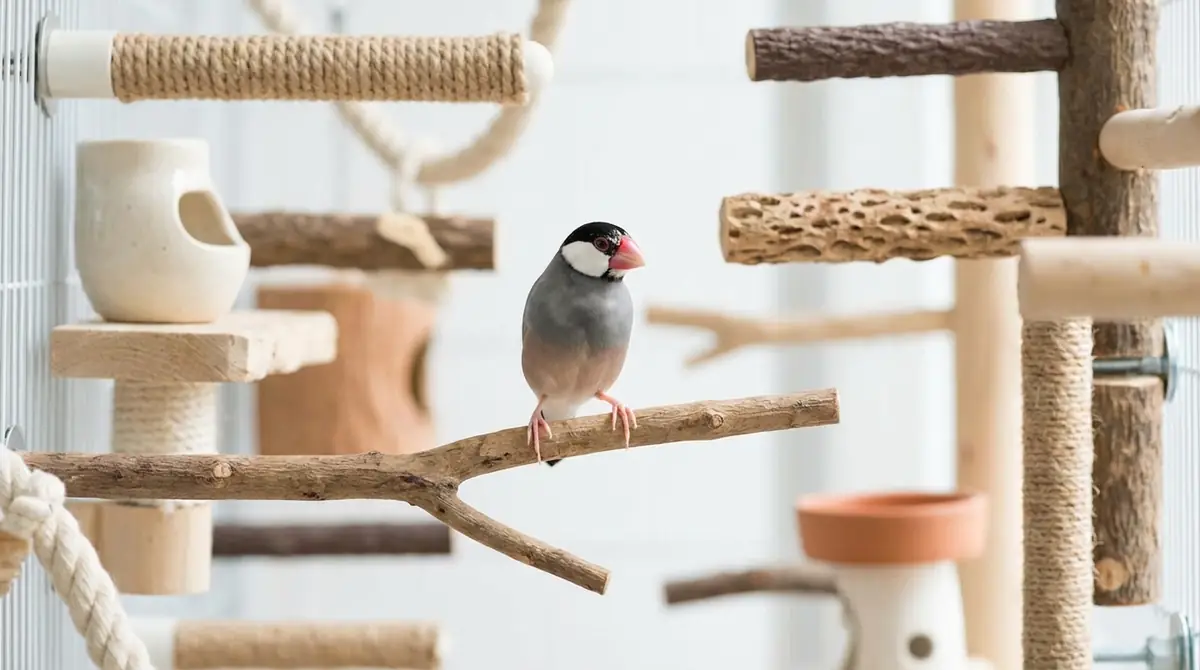 文鳥の止まり木に関するよくある質問
