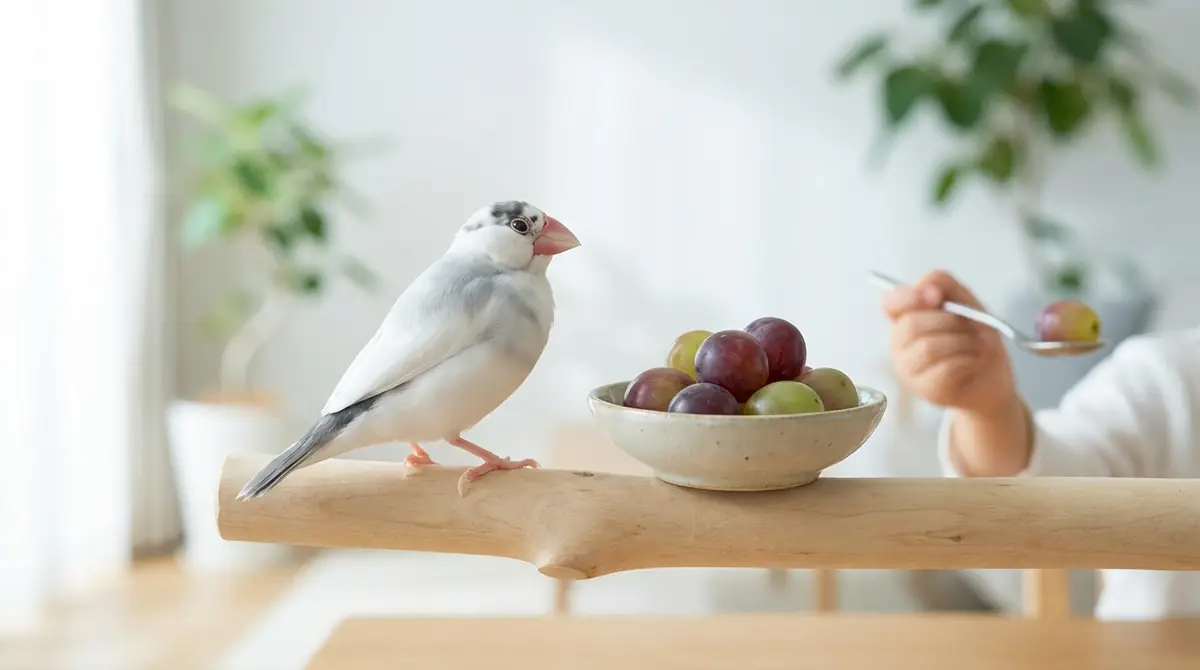 文鳥がぶどうを食べない時の対処法