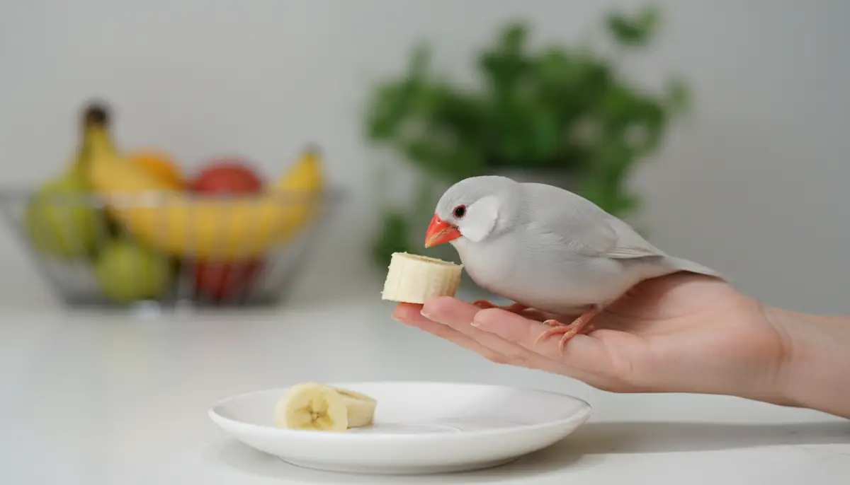 文鳥へのバナナの正しい与え方【実践ガイド】
